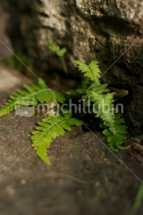 Small ferns growing in the cracks of some rocks