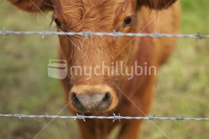 Calf behind a fence