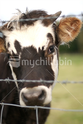 Calf behind a fence (shallow depth of field)