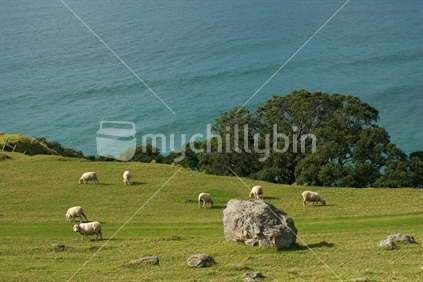 Rocks and pasture with grazing sheep, New Zealand
