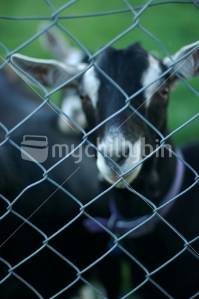 Young goat behind a fence