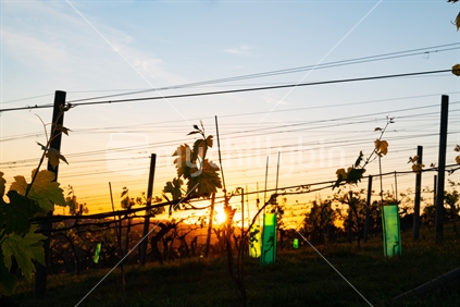 Vineyards with new spring growth backlit by sunrise