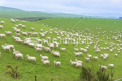 Recently shorn lambs running into and through a small green valley with a little creek flowing along the bottom in Southland New Zealand.
