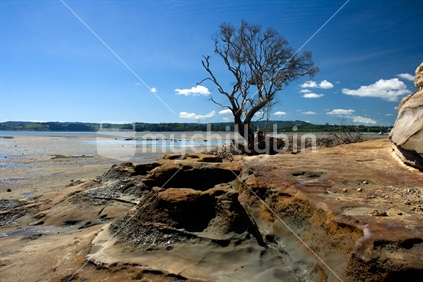 Tree and rocks exposed at low tide, Cockle Bay Auckland
