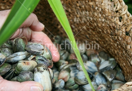 loading another handful of freshly gathered cockles and pipi into a kete. 