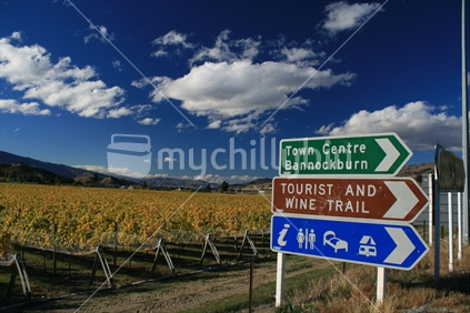 Golden autumn leaves of a vineyard at the junction to Cromwell and Bannockburn, Central Otago, New Zealand