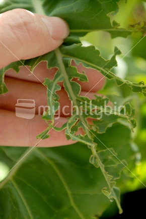 Broccoli leaves damaged by pests