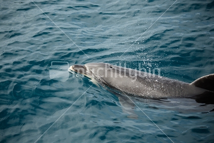 Common Dolphin, Bay of Islands
