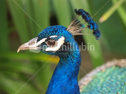 Peacock at Katikati Bird Gardens, Bay of Plenty