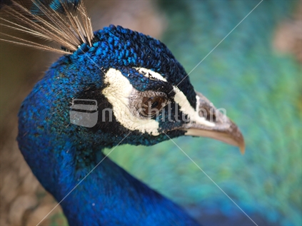 Peacock in profile with head turned across its body