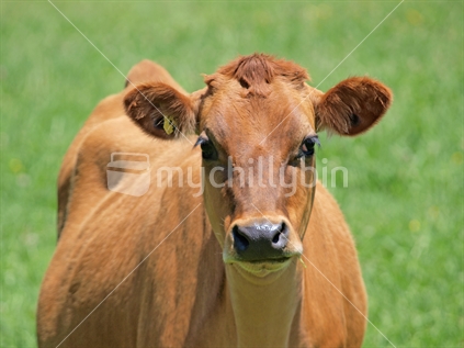 A cow (nose focus)