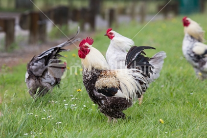 Four wild chickens in New Zealand