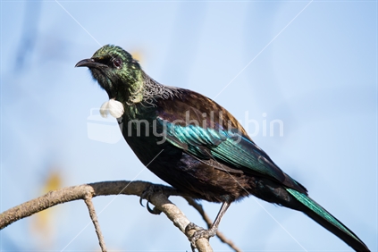 Native Tui bird on a tree branch