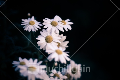 Daisies (limited depth of field)