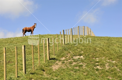Otherside; a horse on the otherside of a fence on the ridgeline looks at the photographer.