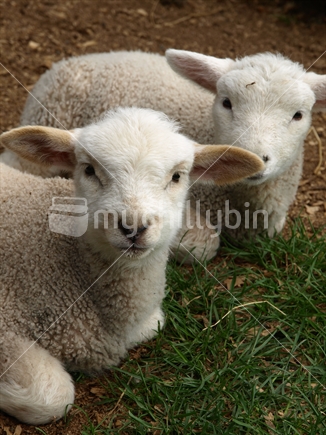 Two New Zealand lambs outside.