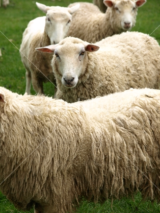 Group of sheep in New Zealand.