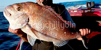 Large Snapper held by New Zealand Fisherman on Boat