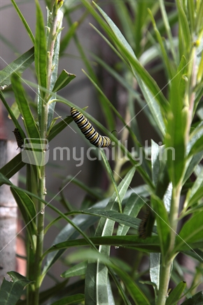 Monarch Butterfly Caterpillar on Swan Plant
