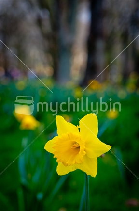 Daffodils in Cornwall Park