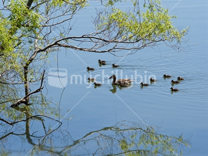 Mother duck with 13 ducklings at Lake Tutira