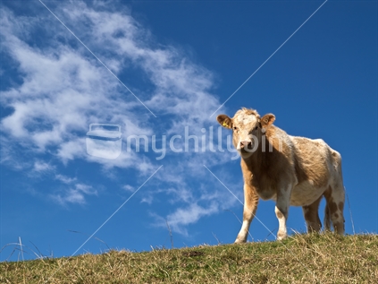 A heifer against a new Zealand blue sky and light cloud.