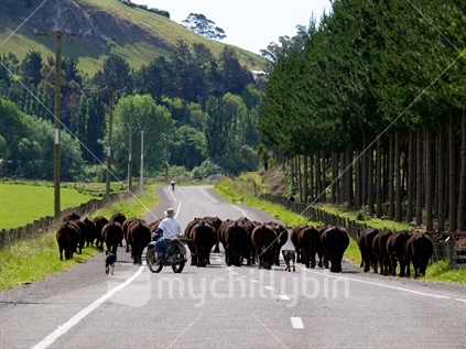 Cattle being driven along a rural road