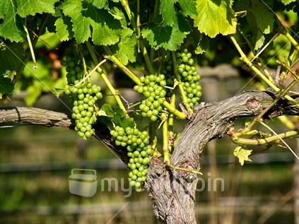 White wine grapes in a Hawke's Bay vineyard late January