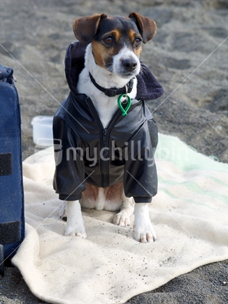 A fox terrier warmly dressed and sitting on a towel at the beach