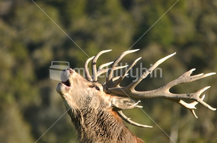 Portrait of red deer stag roaring, West Coast, South Island, New Zealand