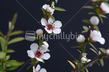 Flowers of New Zealand manuka, Leptospermum scoparium, a popular source of medicinal honey