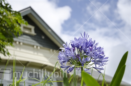 Agapanthus flower in front of a Victorian era home with bay window. 