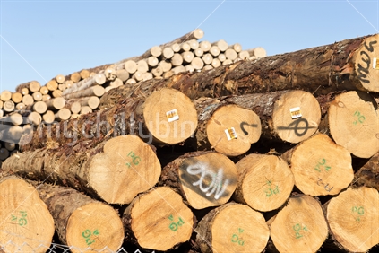 Stacks of logs, Port of Tauranga