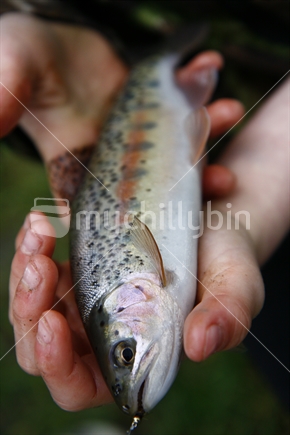 A young boy cradles a juvenile trout in his hands, prior to releasing it