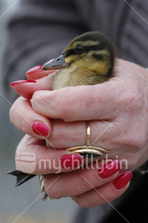 A woman cradles a duckling in her hands