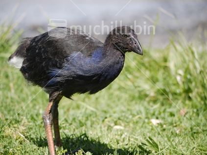 Pukeko juvenile, just started colour change, standing on green grass and looking 