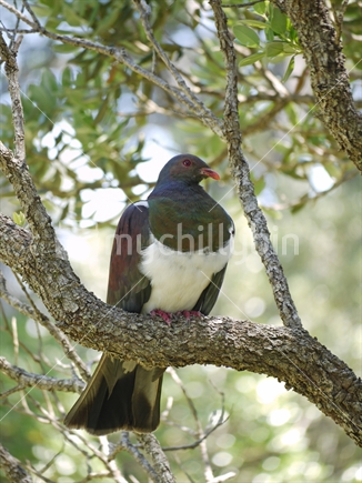 New Zealand Wood Pigeon, Kereru perching in the tree, looking at you. Wenderholm.