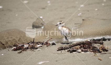 New Zealand Dotterel small chick, looking, standing on the beach. Wenderholm. (focus beak tip)