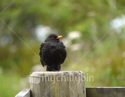 One-legged Blackbird male on fence. Stillwater.