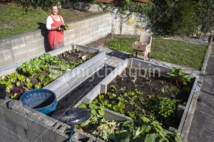 Middle-aged NZ lady planting vege garden in backyard, Nelson