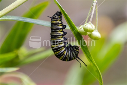 Monarch butterfly caterpillar getting ready for change to a chrysalis.