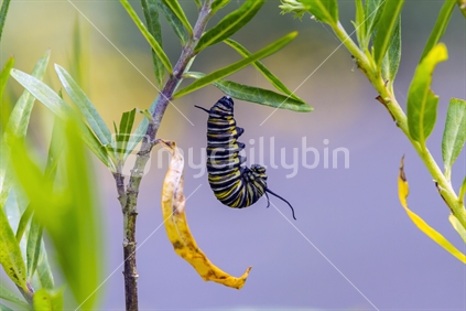 Monarch butterfly caterpillar getting ready for change to a chrysalis with a yellow leave 