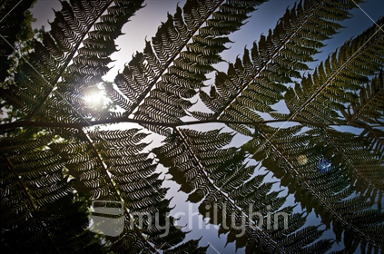 Silver fern branch silohuetted with sun and flare