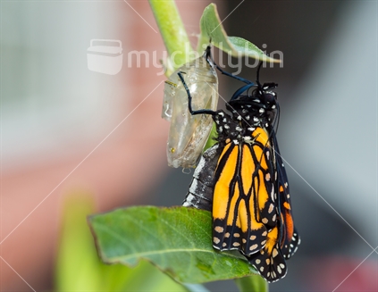A Monarch butterfly just emerged from the chrysalis