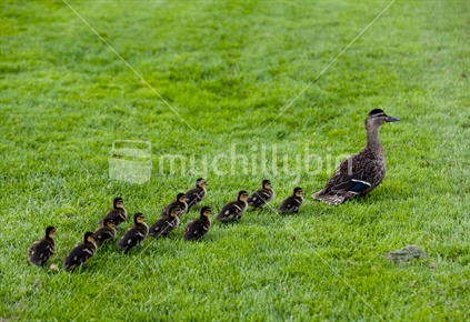 Mummy being followed by a dozen ducklings.
