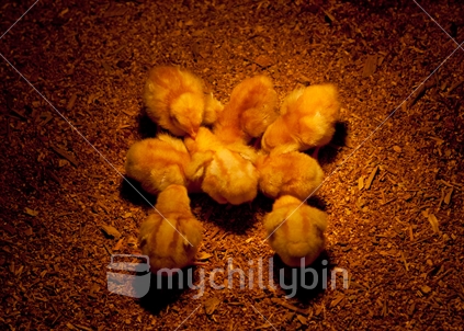 Chicks keeping warm, under a heat lamp
