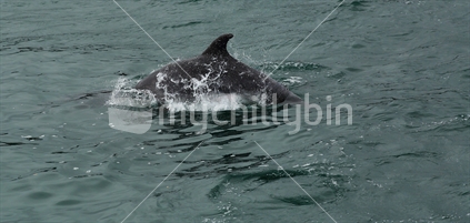 The head of the dolphin popped up quite near the boat.