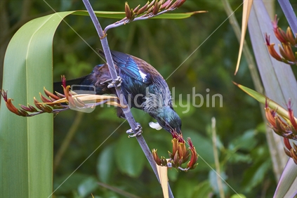 Tui feeding nectar on a flax flower - the endemic tui is one of New Zealand's most beautiful and iconic birds