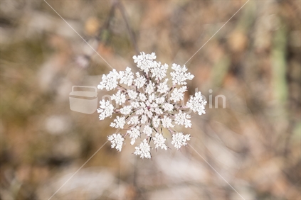 Wild carrot at South Bay Kaikoura.  Taken at Christmas and looks like a summer snowflake.  Overhead perspective.