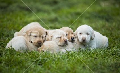 Labrador puppies resting